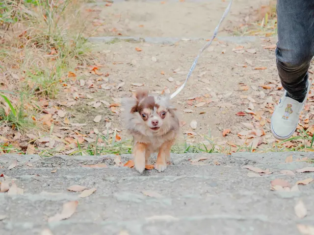ワンちゃんと一緒に家族写真を撮ろう!!かわいい一枚をお撮りします!