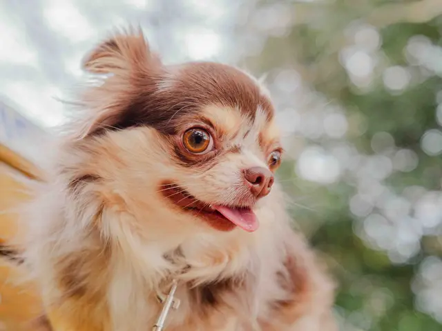 ワンちゃんと一緒に家族写真を撮ろう!!かわいい一枚をお撮りします!