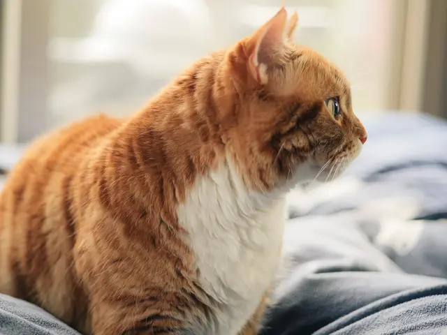 かわいいペット達を思い出に残る一枚に仕上げます!