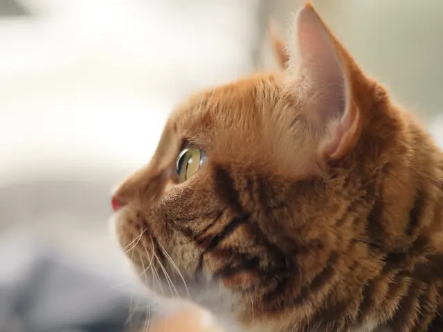 かわいいペット達を思い出に残る一枚に仕上げます!