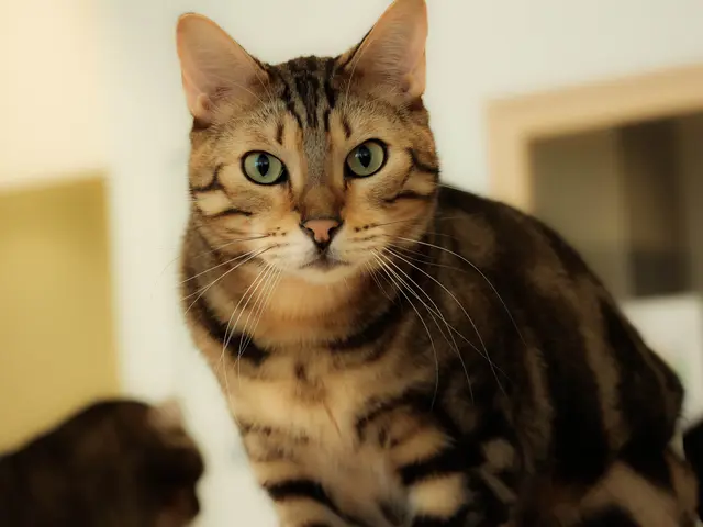 動物大好き女性フォトグラファーがあなたのペットを撮影いたします