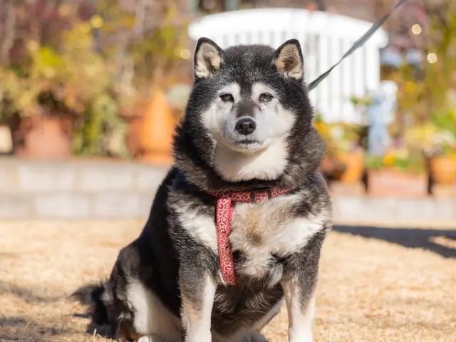 動物大好き女性フォトグラファーがあなたのペットを撮影いたします