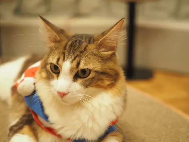 動物大好き女性フォトグラファーがあなたのペットを撮影いたします