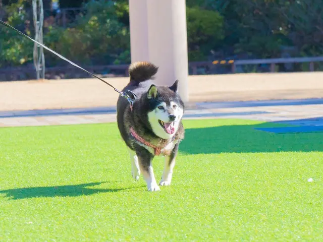 動物大好き女性フォトグラファーがあなたのペットを撮影いたします