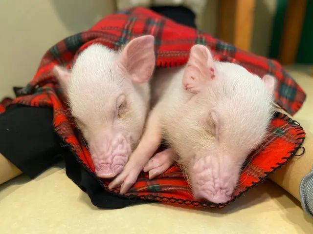 愛するペットのご撮影