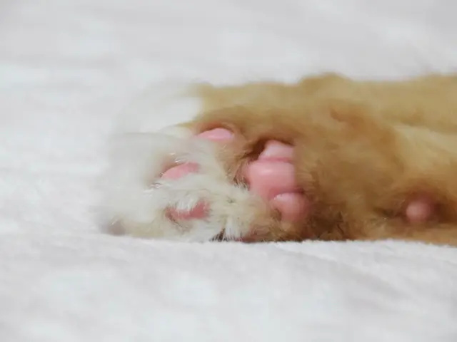 愛するペットのご撮影