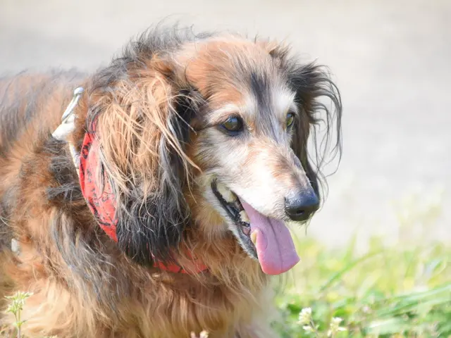 愛するペットのご撮影