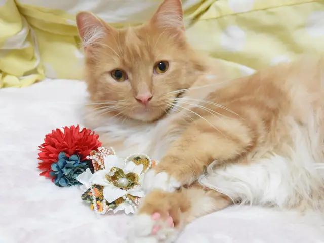 愛するペットのご撮影