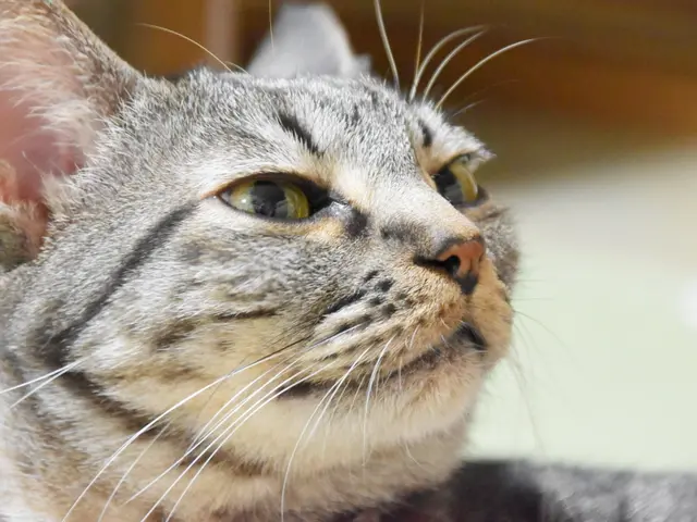 愛するペットのご撮影