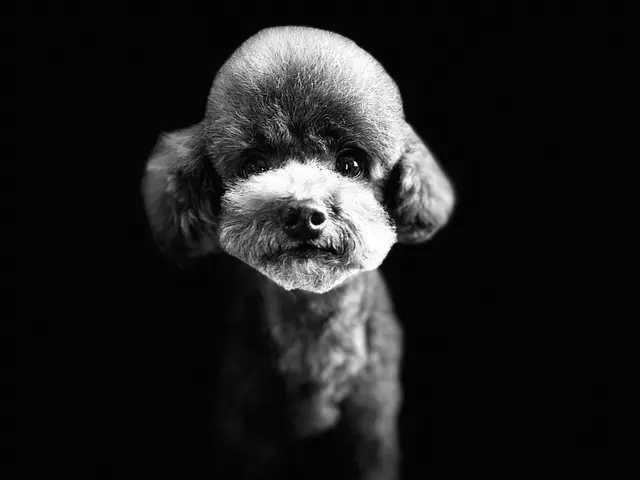 【期間限定価格!】うちの子が一番♡