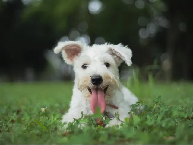 当方も愛犬家です。愛犬家の目線で撮影します◆PayPay他各種ID決済可