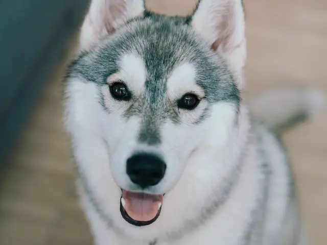 当方も愛犬家です。愛犬家の目線で撮影します◆PayPay他各種ID決済可