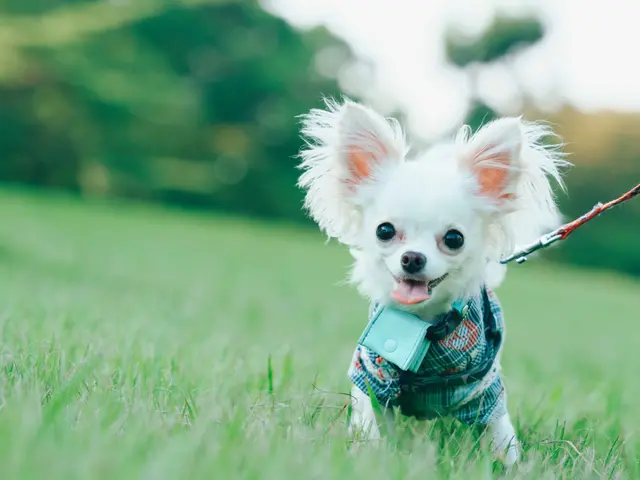 当方も愛犬家です。愛犬家の目線で撮影します◆PayPay他各種ID決済可