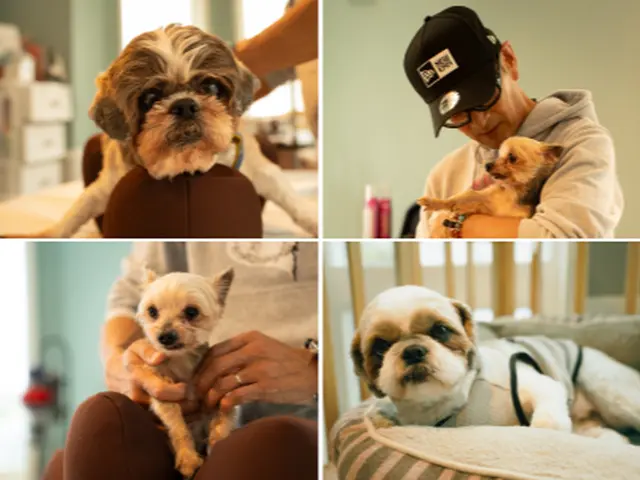 【トリマー歴20年】ペットロスカウンセラーが数十年後も大切にそばにある写真を☆