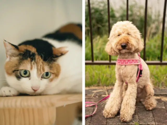 【トリマー歴20年】ペットロスカウンセラーが数十年後も大切にそばにある写真を☆