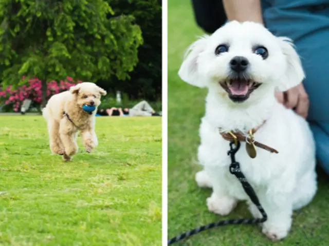 【トリマー歴20年】ペットロスカウンセラーが数十年後も大切にそばにある写真を☆
