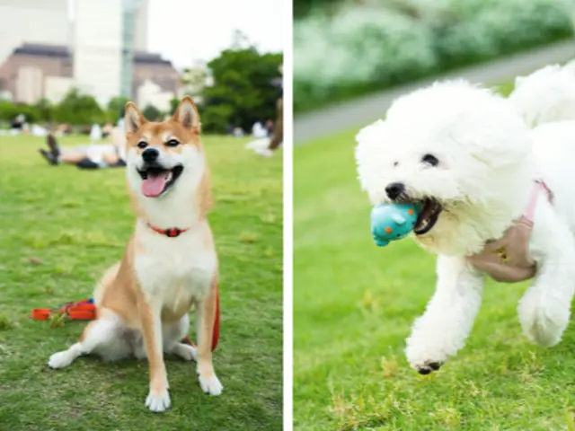 【トリマー歴20年】ペットロスカウンセラーが数十年後も大切にそばにある写真を☆