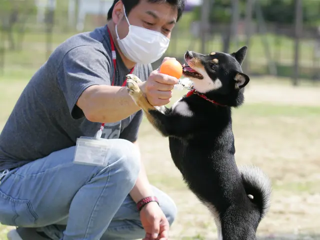 ドッグ撮影