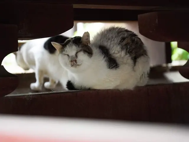 【前日予約も積極対応】●犬●猫●うさぎetc様々なペットにご対応可能!
