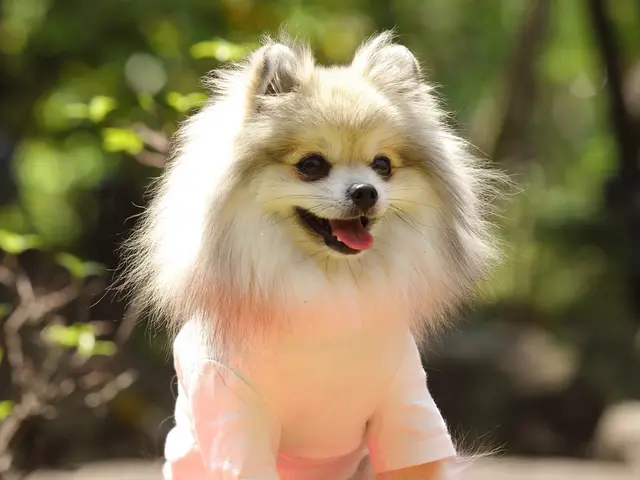 ワンちゃんフォトサービス