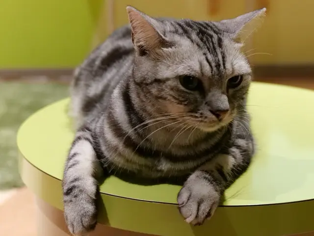 【限定3組セール中!】わんちゃん、ねこちゃんの最高の瞬間を切り取ります