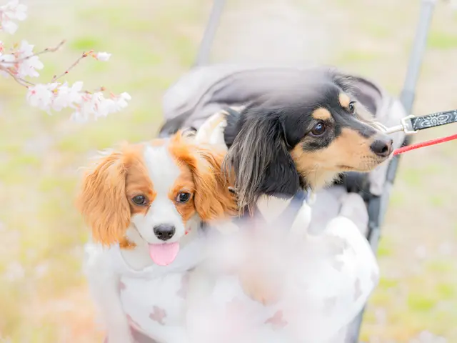 大切なご家族さまの瞬間撮影-感動の一枚を撮影します-