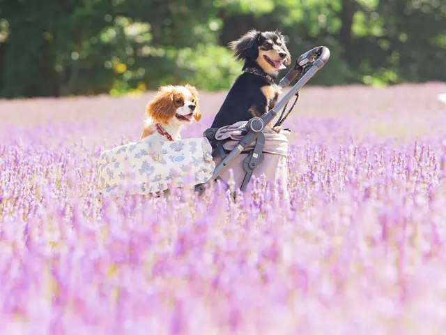 大切なご家族さまの瞬間撮影-感動の一枚を撮影します-