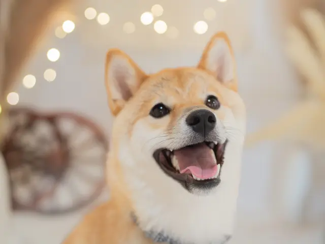 大切なご家族さまの瞬間撮影-感動の一枚を撮影します-