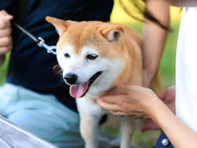 <割引有>ペットとのかけがえのない“今”を、 やさしく丁寧に写しとる写真時間