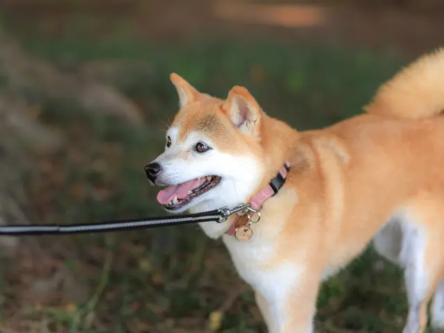 <割引有>ペットとのかけがえのない“今”を、 やさしく丁寧に写しとる写真時間