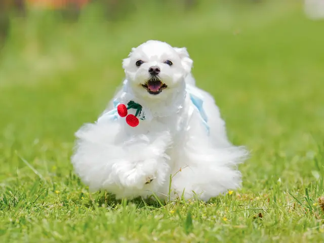 出張ペット撮影お任せください。