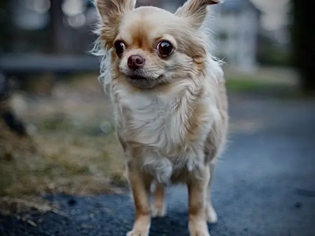 出張ペット撮影お任せください。