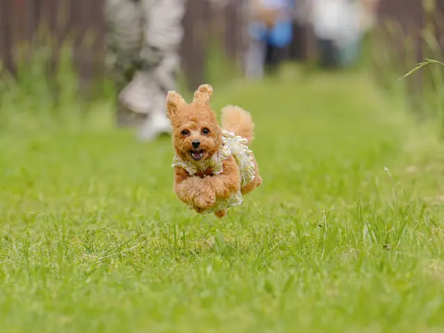 出張ペット撮影お任せください。