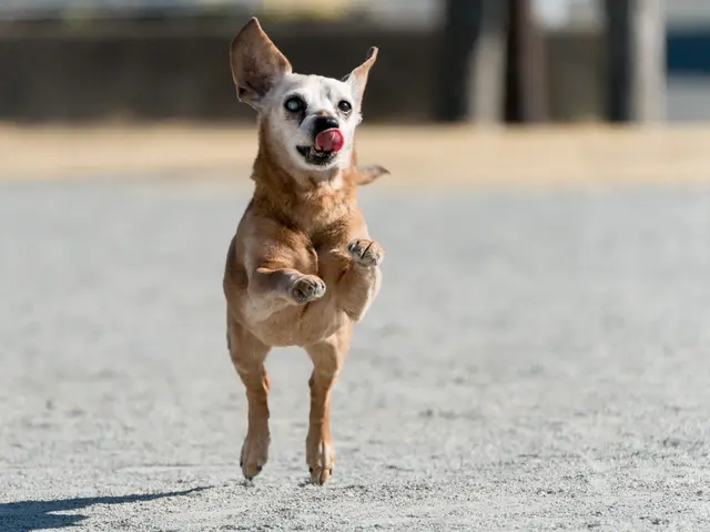 ☆初めての方でも安心できる雰囲気で撮影、 ペットちゃんの可愛さを引き出します