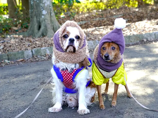 ☆初めての方でも安心できる雰囲気で撮影、 ペットちゃんの可愛さを引き出します