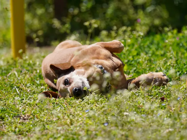 ☆初めての方でも安心できる雰囲気で撮影、 ペットちゃんの可愛さを引き出します