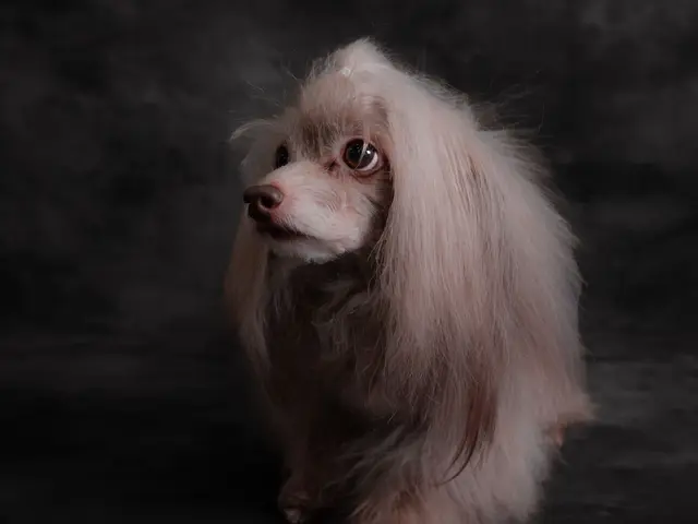 【満足度★5つ】専業カメラマン出張!いつもと一味、違うペット写真をご体験下さい☆