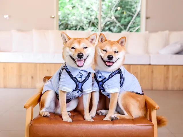 【満足度★5つ】専業カメラマン出張!いつもと一味、違うペット写真をご体験下さい☆