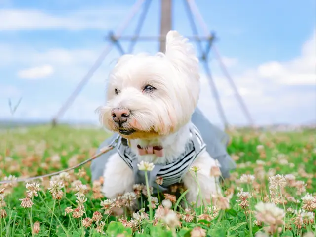 【満足度★5つ】専業カメラマン出張!いつもと一味、違うペット写真をご体験下さい☆