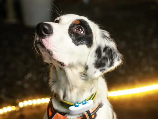 【満足度★5つ】専業カメラマン出張!いつもと一味、違うペット写真をご体験下さい☆