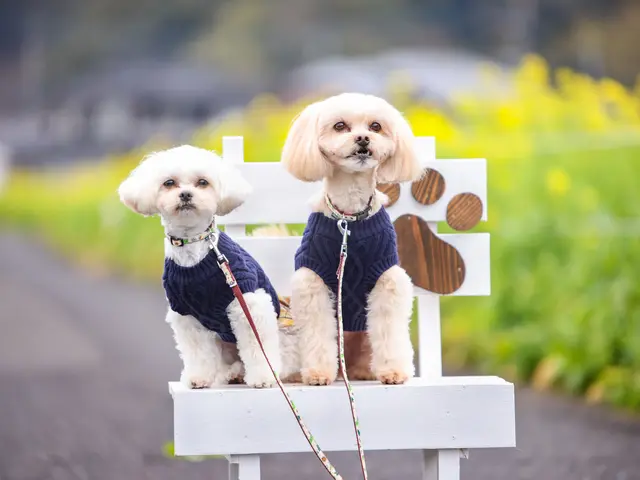 【満足度★5つ】専業カメラマン出張!いつもと一味、違うペット写真をご体験下さい☆