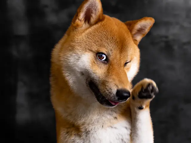 【満足度★5つ】専業カメラマン出張!いつもと一味、違うペット写真をご体験下さい☆