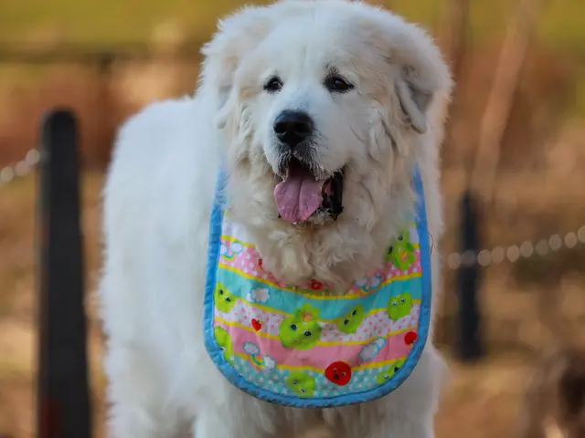 愛犬の個性と絆を残す|犬好き夫婦による出張ペット撮影