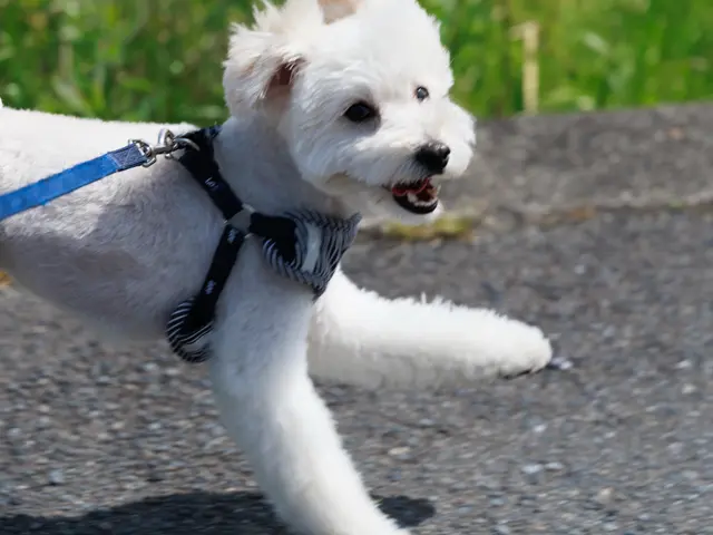愛犬の個性と絆を残す|犬好き夫婦による出張ペット撮影