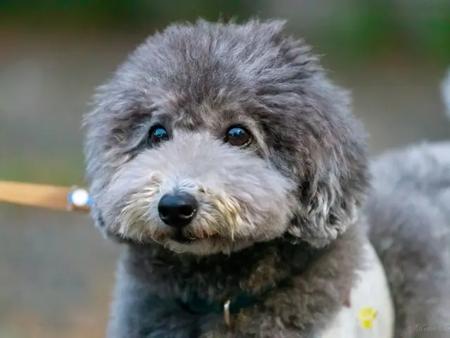 愛犬の個性と絆を残す|犬好き夫婦による出張ペット撮影