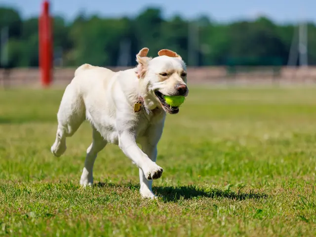 愛犬の個性と絆を残す|犬好き夫婦による出張ペット撮影
