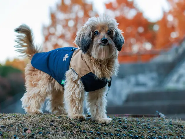 愛犬の個性と絆を残す|犬好き夫婦による出張ペット撮影