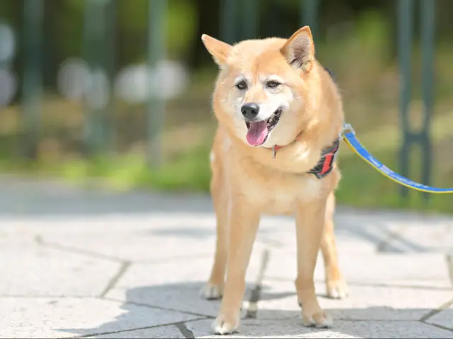 雑誌社のカメラマンだから安心してご依頼ください。かわいいペットの今を残します。