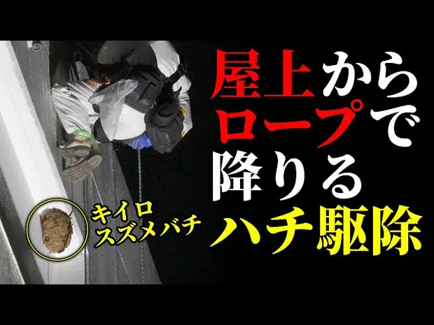 【凶暴スズメバチの駆除】ビルの4階に作られた巣VSハチ駆除専門の最強ハンター…ロープで降下しながら命がけの危険高所作業<ハプニング発生!?>|神奈川