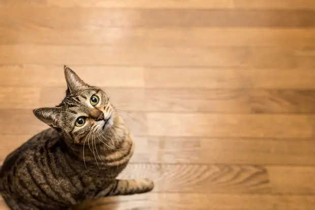 フローリングの床を歩く猫
